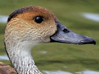 West Indian Whistling Duck (Head, Bill & Eyes) - pic by Nigel Key